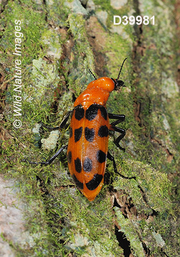 Cissites maculata, Meloidae